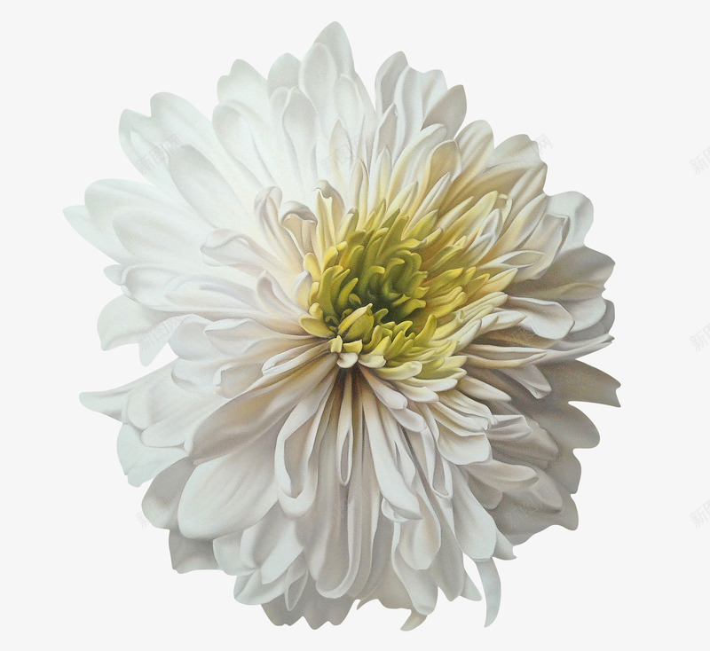 白色的菊花png免抠素材_新图网 https://ixintu.com png图形 png装饰 白色 花朵 菊花 装饰