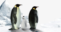 冬天企鹅企鹅高清图片