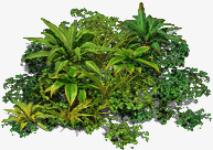 大自然场景绿色植物高清图片