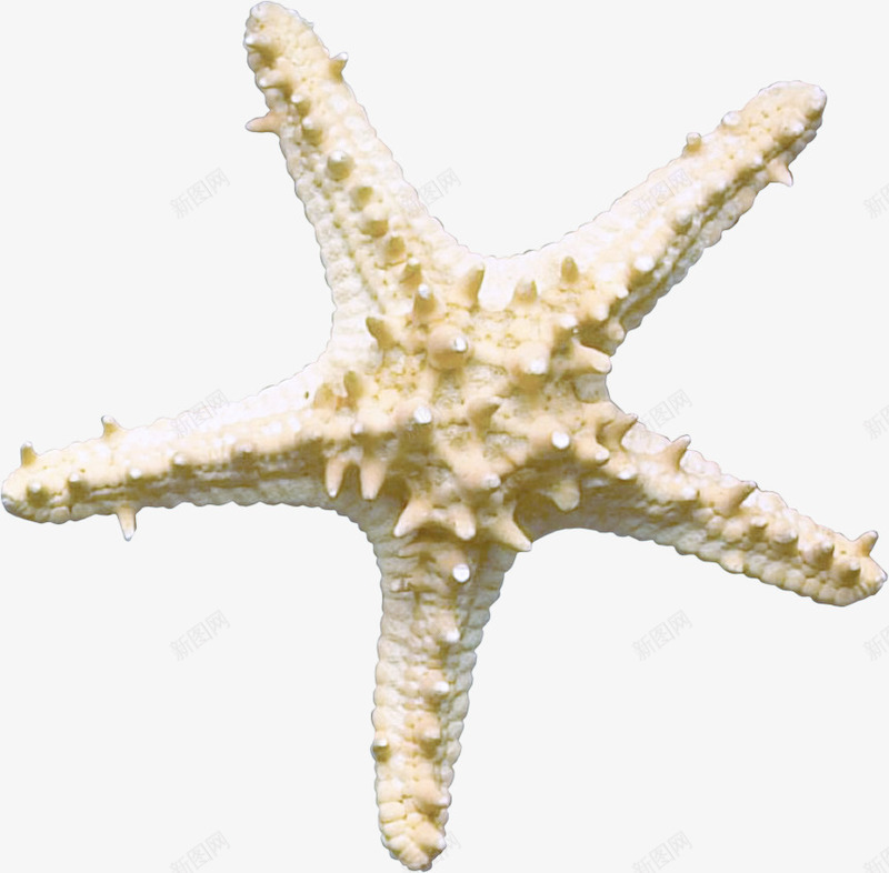 海派星装饰图案png免抠素材_新图网 https://ixintu.com 沙滩元素 海洋生物 海派星 海螺 贝壳