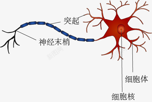 神经元细胞结构png免抠素材_新图网 https://ixintu.com 手绘 教学 生物 示意图 神经元 细胞结构