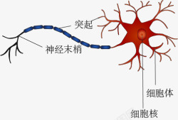 细胞神经图片神经元细胞结构高清图片