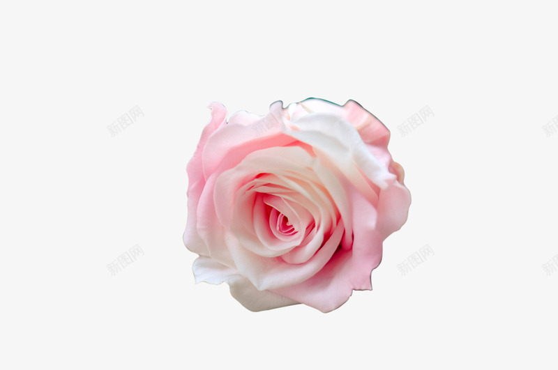 粉红色的花png免抠素材_新图网 https://ixintu.com 摄影花朵 植物 粉红色的花 粉红色的花免抠图片 粉红色的花矢量 粉红花 花朵