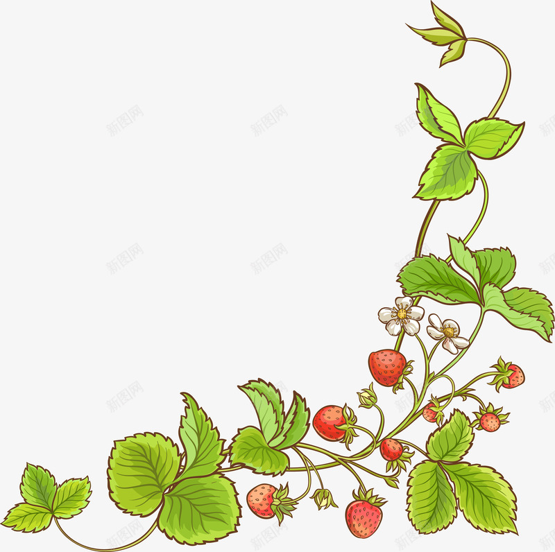 绿色清新草莓藤蔓png免抠素材_新图网 https://ixintu.com 植物 水果 清新 绿色 花朵 草莓 藤蔓 装饰图案