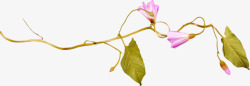 紫色牵牛花素材