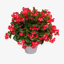 绿色喜庆红色花瓣植物元素高清图片
