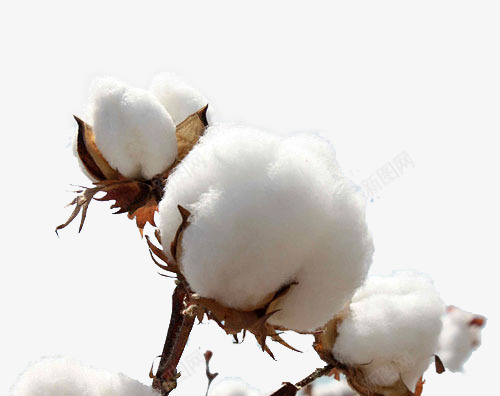 棉花png免抠素材_新图网 https://ixintu.com 保暖 农作物 家纺 材质 棉 棉花 植物 纯棉 纺织 美白 面膜
