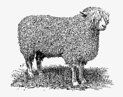 素描绵羊草地上的绵羊简图高清图片