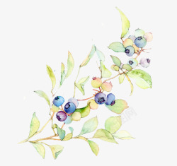 手绘水墨蓝莓插画素材