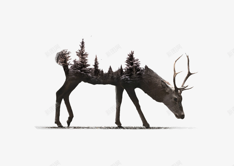 鹿之动物海报png免抠素材_新图网 https://ixintu.com 保护 动物 动物海报 森林 海报设计 海报设计元素 自然 设计 鹿
