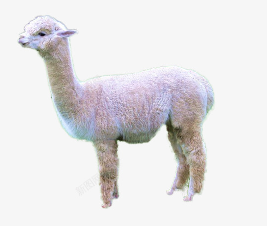 草泥马png免抠素材_新图网 https://ixintu.com 偶蹄目 动物图片 羊驼 背景图片草泥马 骆驼科生物