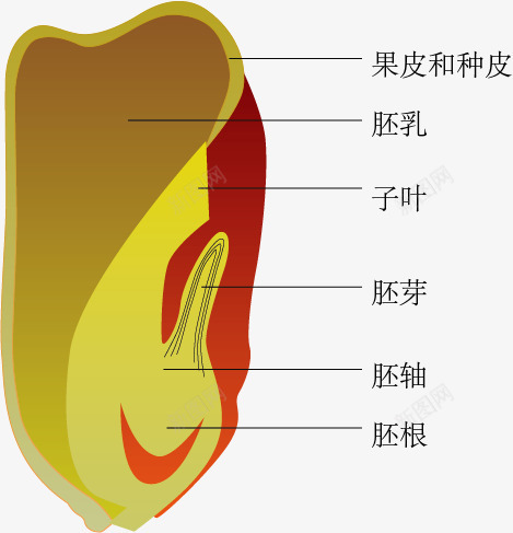 玉米种子剖面png免抠素材_新图网 https://ixintu.com 手绘 玉米种子剖面 生物教学 示意图 细胞结构