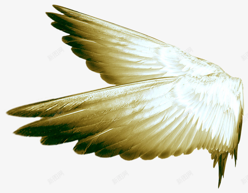 黑白色的羽毛png免抠素材_新图网 https://ixintu.com 天使之翼 白色羽毛 翅膀 翅膀翼 飞翔