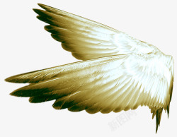 黑白色羽毛黑白色的羽毛高清图片