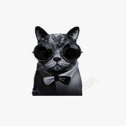 礼帽胡子眼镜领结戴眼镜的酷炫猫高清图片