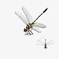飞翔的蜻蜓飞翔的蜻蜓高清图片