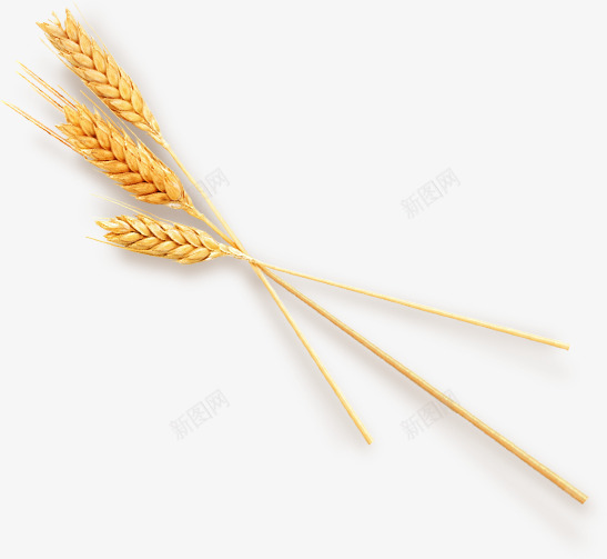 成熟小麦谷物装饰元素png免抠素材_新图网 https://ixintu.com 元素 小麦 成熟 装饰 谷物
