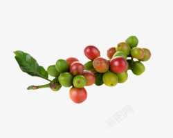 红绿色带叶子的咖啡果实物素材