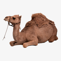 卧倒的棕色骆驼素材