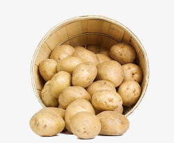 马铃薯淀粉新鲜出土土豆实物图高清图片
