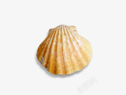 海螺贝壳海贝素材