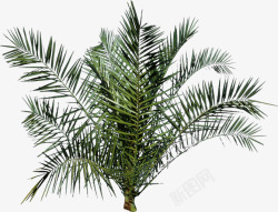 矢量卡通椰树叶椰子大树椰树高清图片
