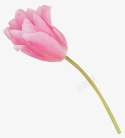 春天相关粉红色花苞玫瑰花高清图片