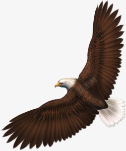 小型勐禽展翅翱翔的老鹰高清图片