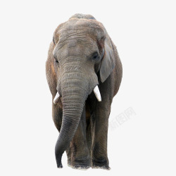 大象象牙站动物素材
