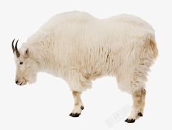白色毛的羊素材