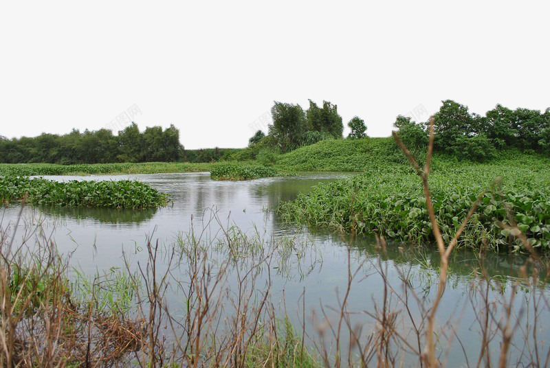 河面的水草png免抠素材_新图网 https://ixintu.com 摄影 树木 水草 河堤 河流 河面 绿色 美丽 自然风景