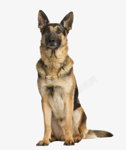 军犬实物一只军犬黑贝高清图片
