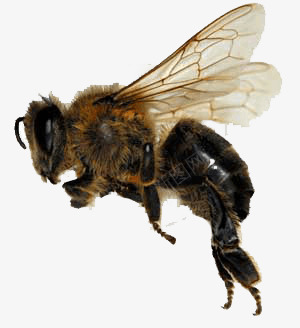 黑蜜蜂png免抠素材_新图网 https://ixintu.com 蜜蜂 采蜜 黑蜜蜂