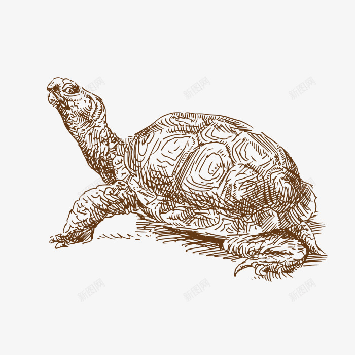 手绘海龟png免抠素材_新图网 https://ixintu.com 一只 卡通 头部 手绘 海龟 简图 素描 贝壳