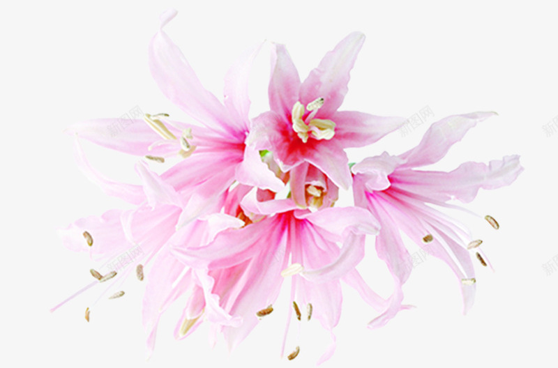 粉色淡雅唯美花朵植物母亲节png免抠素材_新图网 https://ixintu.com 植物 母亲节 淡雅 粉色 花朵
