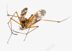 纤小飞虫飞行的动物高清图片