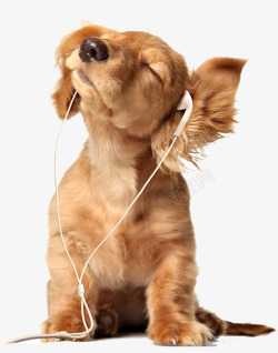 小狗跑步听音乐的小狗高清图片