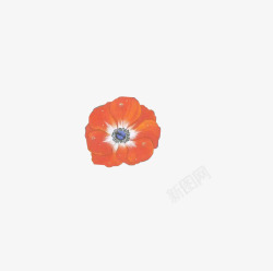 橙红色小花素材