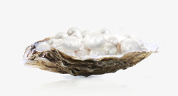 蚌壳蚌壳上的珍珠高清图片