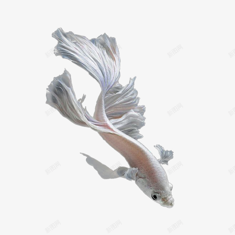 卡通手绘白色的斗鱼png免抠素材_新图网 https://ixintu.
