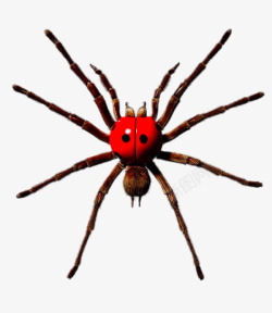 创意蜘蛛细菌超大个红蜘蛛高清图片