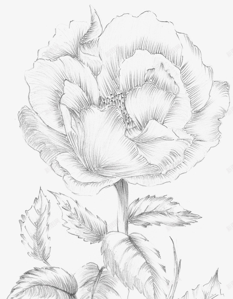 牡丹花素描png免抠素材_新图网 https://ixintu.com png图形 png装饰 手绘 牡丹花 花朵 装饰