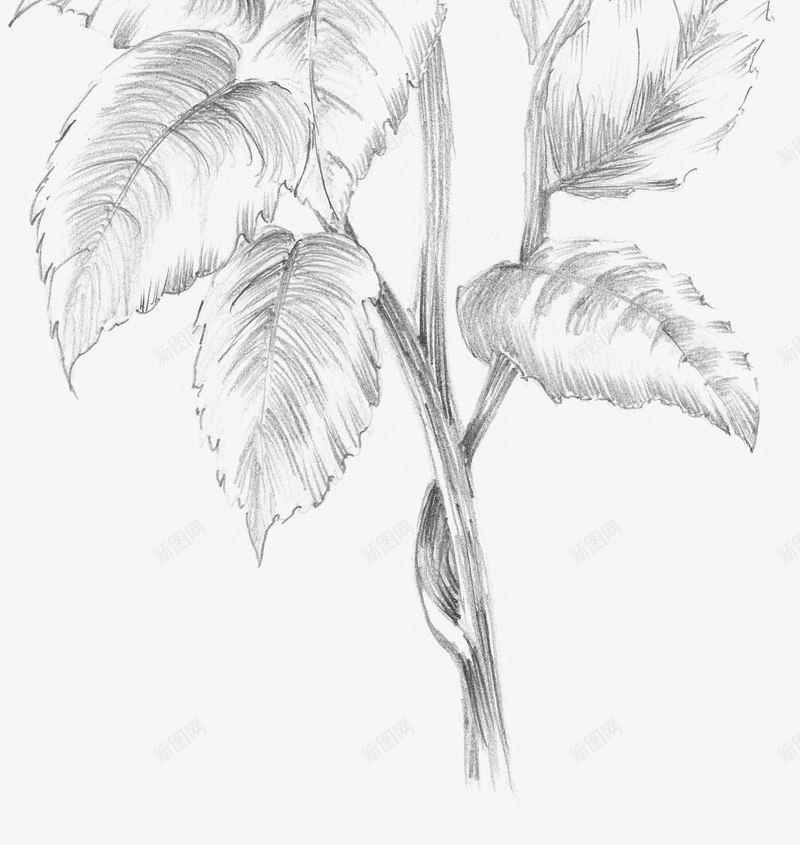 牡丹花素描png免抠素材_新图网 https://ixintu.com png图形 png装饰 手绘 牡丹花 花朵 装饰