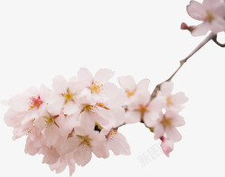 春天里春天里的樱花高清图片