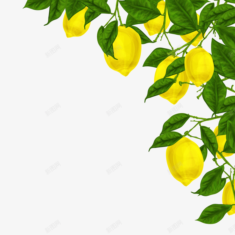 柠檬树矢量图eps免抠素材_新图网 https://ixintu.com 柠檬矢量 树枝 植物 竹叶 逼真 矢量图
