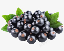 蓝莓果实黑紫色发亮的熊果苷蓝莓高清图片