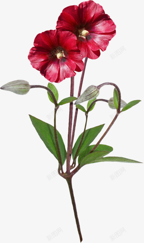 盛开的小红花png免抠素材_新图网 https://ixintu.com 植物 红色 绿色 装饰