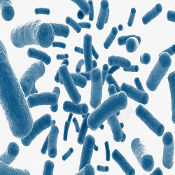 杆菌细菌高清图片