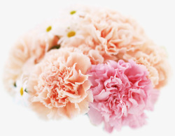 春天送个母亲春天粉红色母亲节花朵高清图片