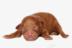 棕色可爱躺着的贵宾犬狗实物素材